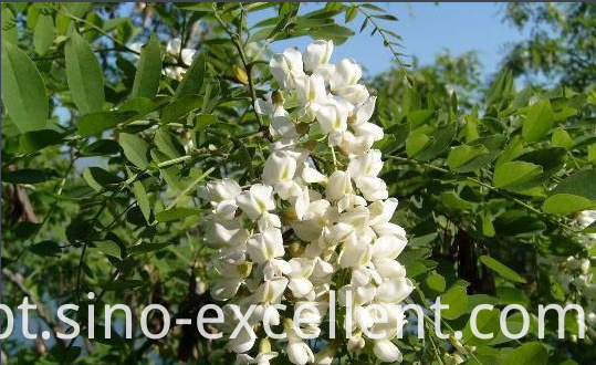 Botão floral Sophora japonica Sophora japonica flower bud